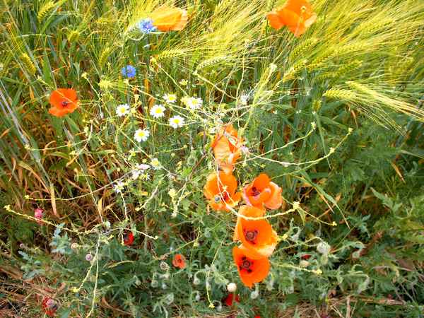 mohnblumen