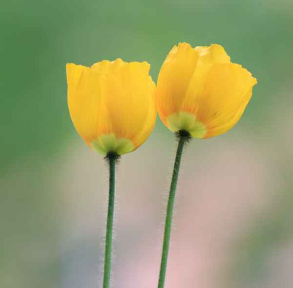 Gelber Mohn
