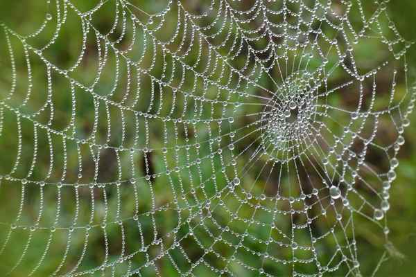 kleines Wunderwerk der Natur