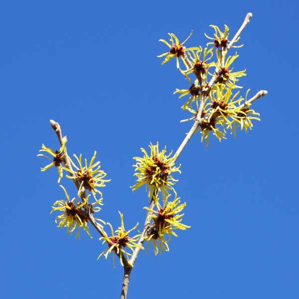 Zaubernuss / Hamamelis