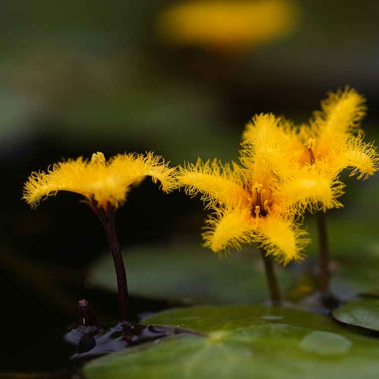 Goldene Seekanne