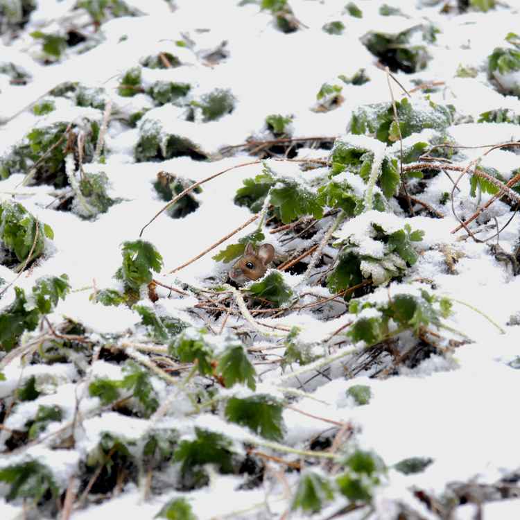 Mäuschen im Schnee