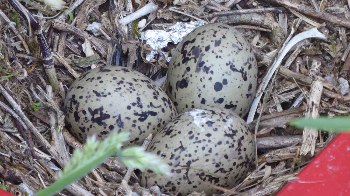 Nest vom Austernfischer
