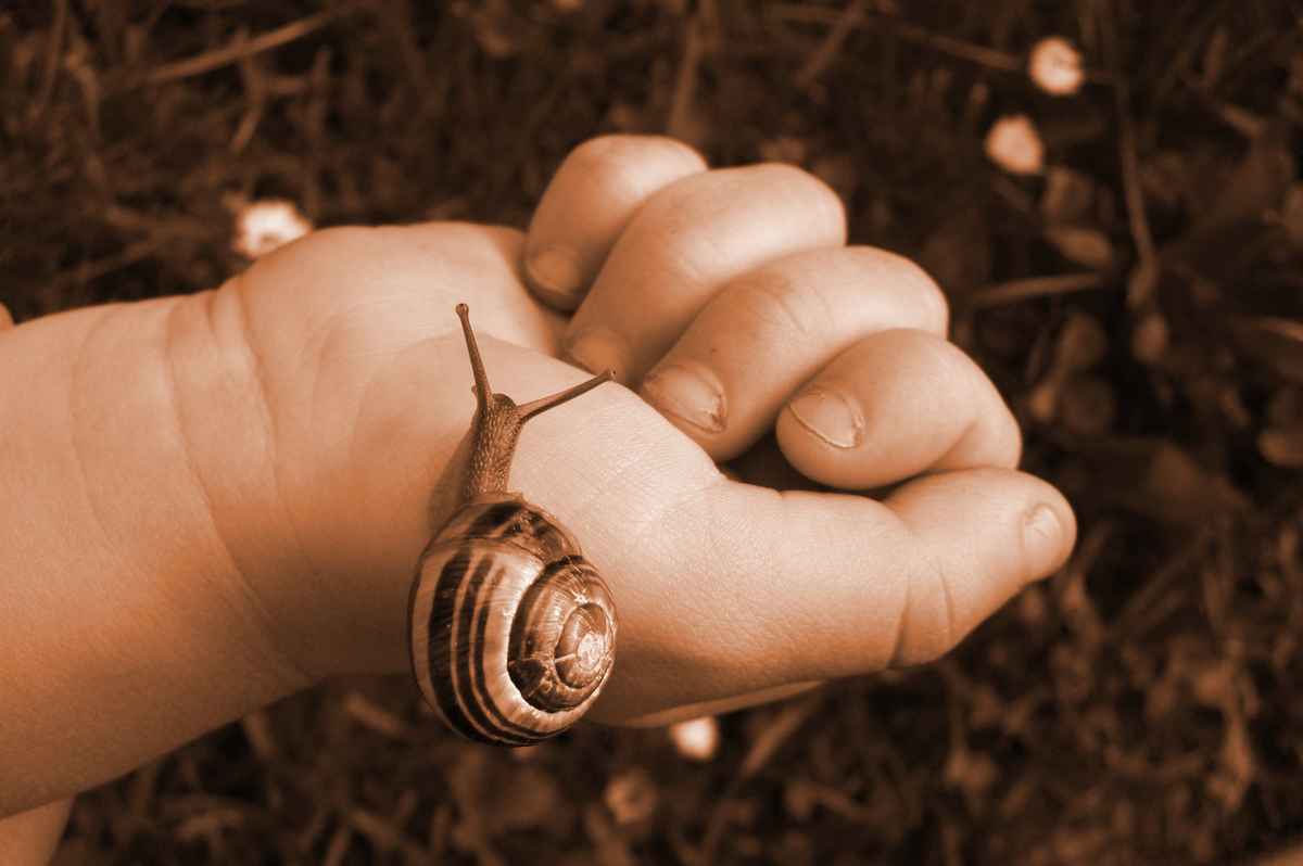 Schnecke auf Kinderhand