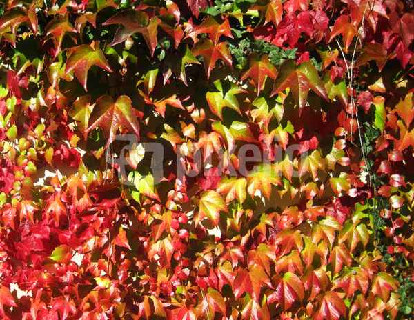 der Herbst ist da..die Blätter färben sich