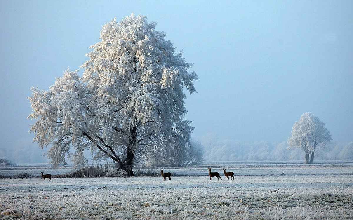 Anfang Dezember - Der Winter ist eingekehrt