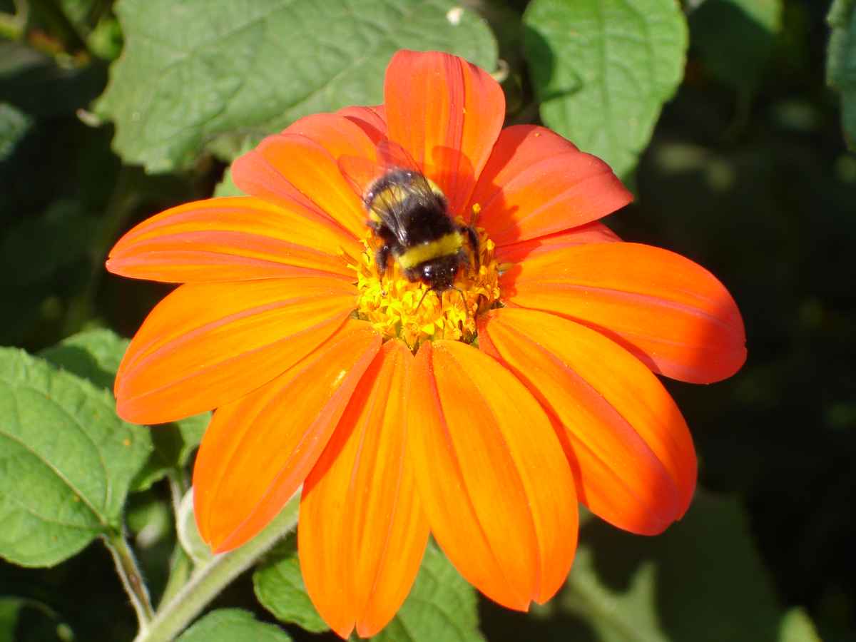 hummel4