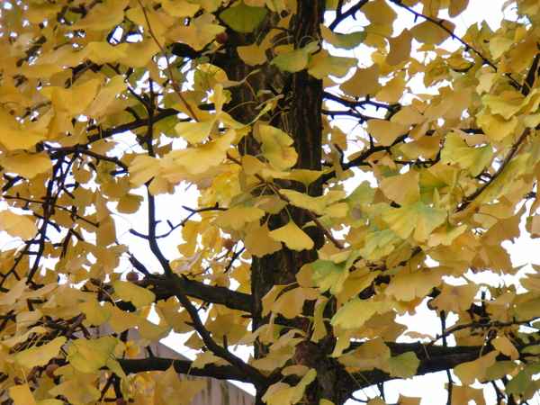 Ginkgobaum im November