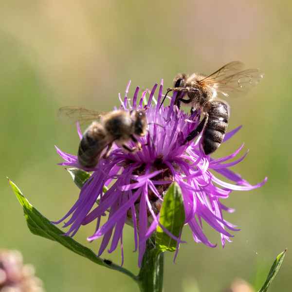 Honigbienen bei der Arbeit