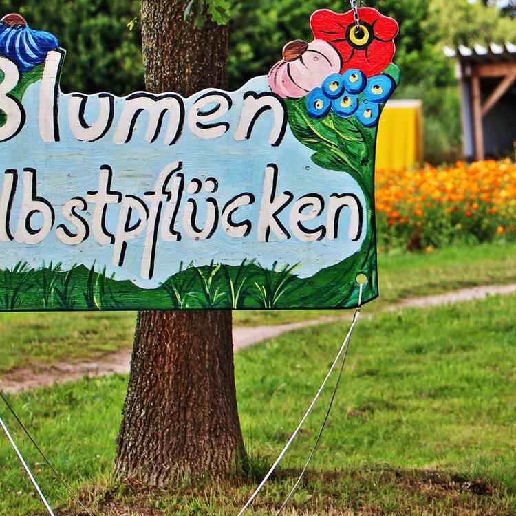 Blumen pflücken