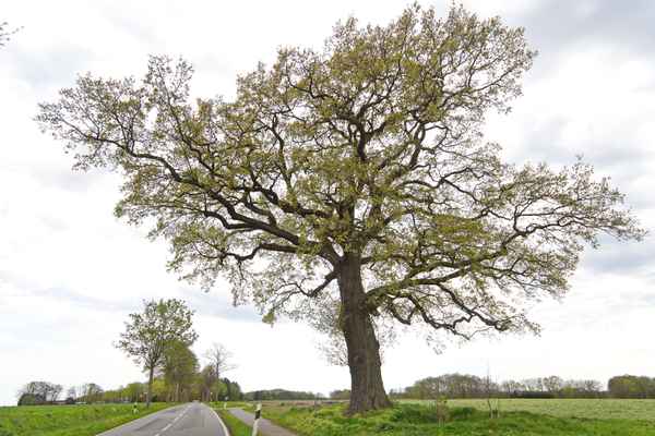 mein freund der alte straßenbaum im frühlingskleid