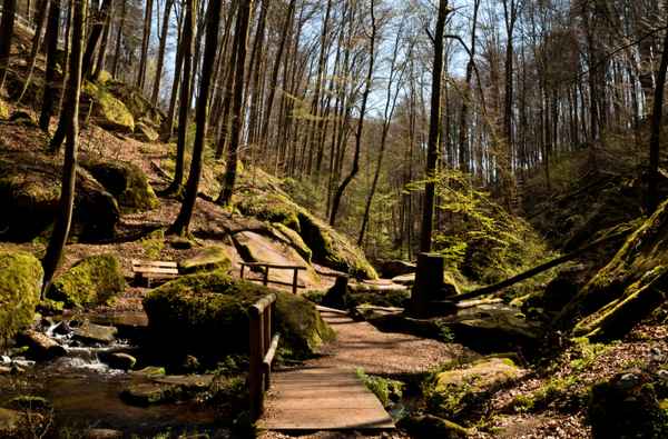 Wandern im Frühlingswald