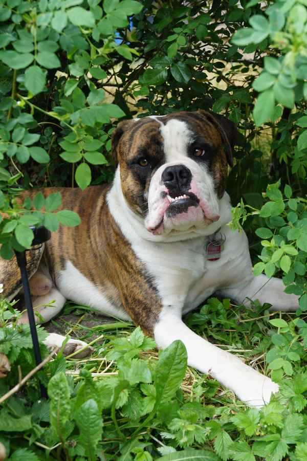 Alternative Bulldog_01