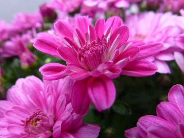 Rosa-weiße Blüten