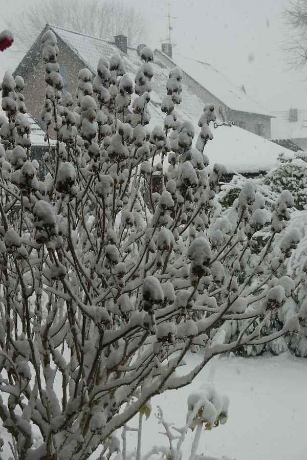 Garten im Schnee