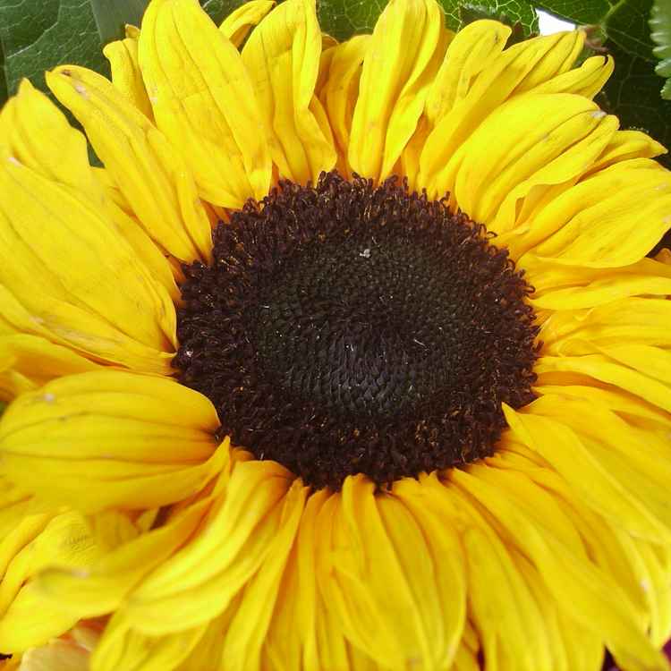 Sonne Zuhause