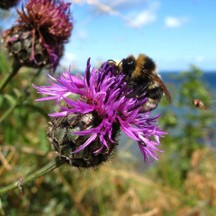 Hummel beim Tanken