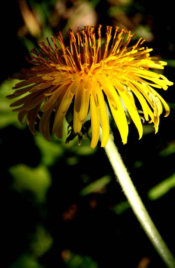 Löwenzahn schön beleuchtet