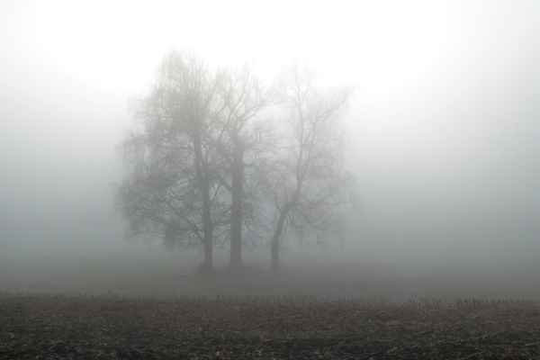 Eine Nebelwanderung / 2