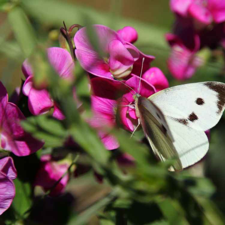 Schmetterling in Wickenblüten 2