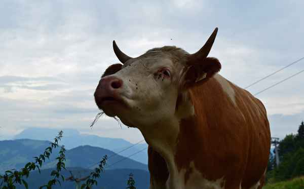 Mama ruft ihr Kind...02