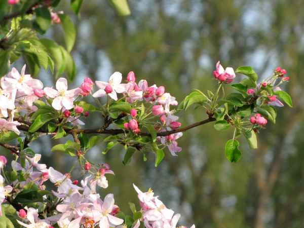 Blühender Apfelbaum
