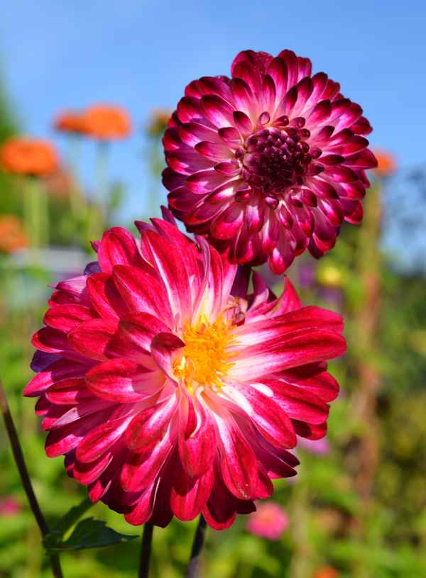 Dahlien