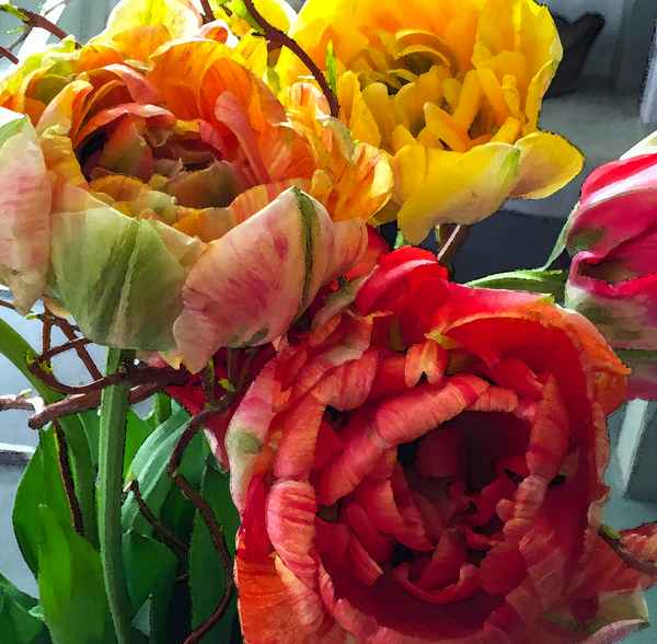 Pracht-Tulpen aquarelliert