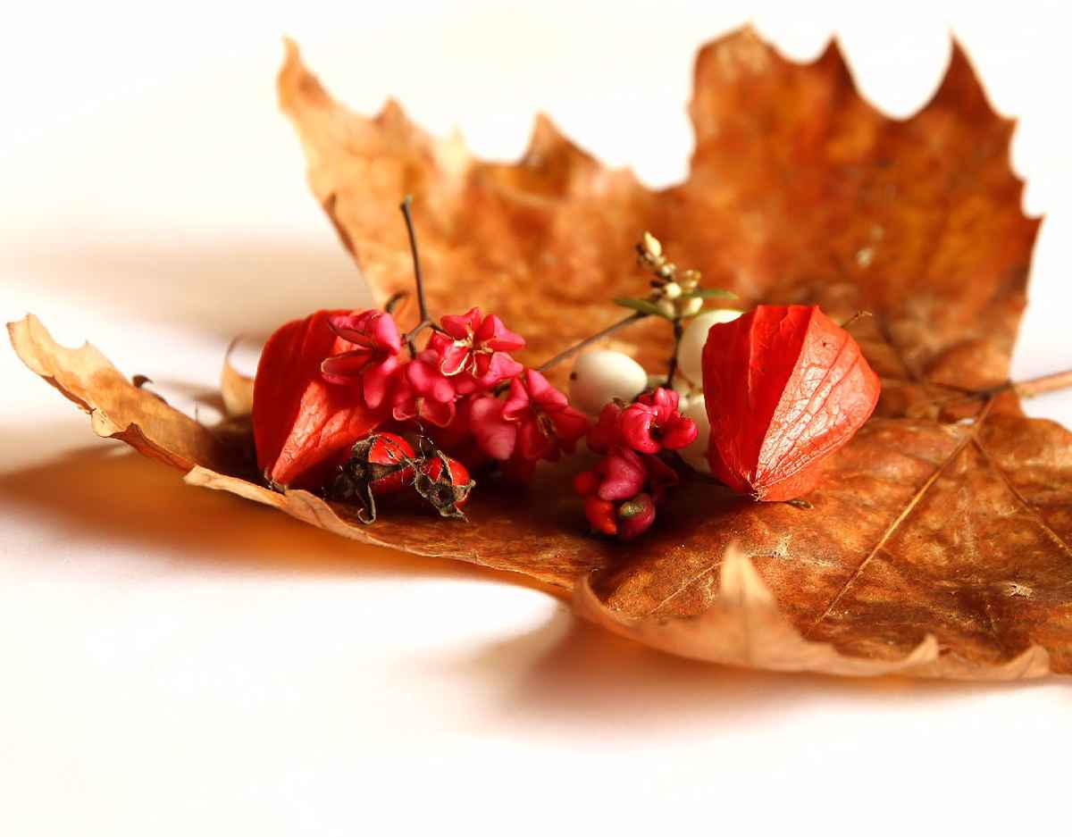 HERBSTMIX