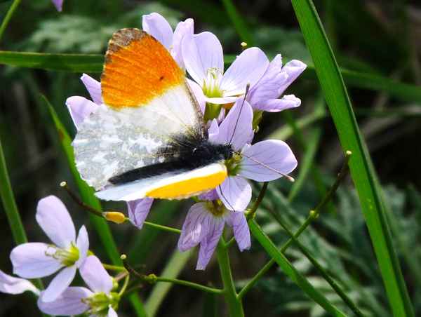Der Nektar schmeckt so gut