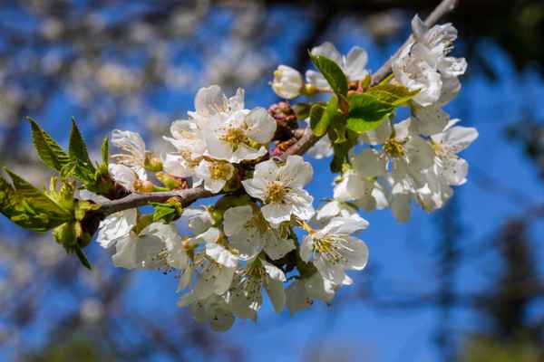 Kirschbaumblüten