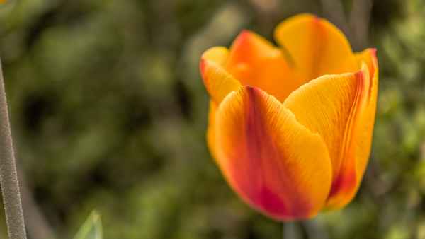 Tulpenblüten aus dem Garten