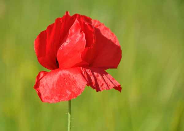 nur ein Klatschmohn