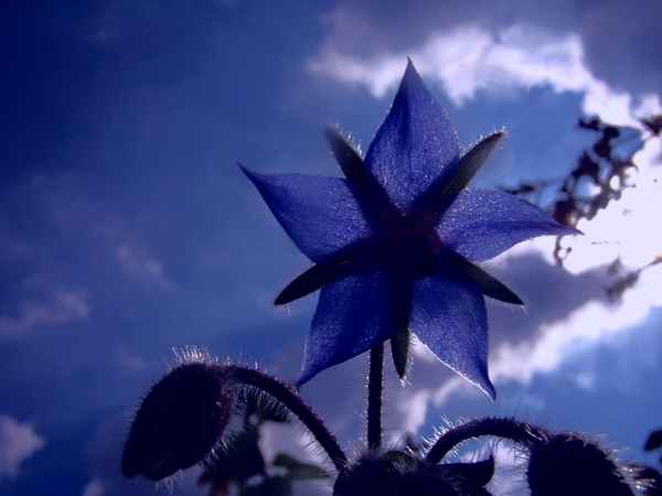 Borago officinalis L.