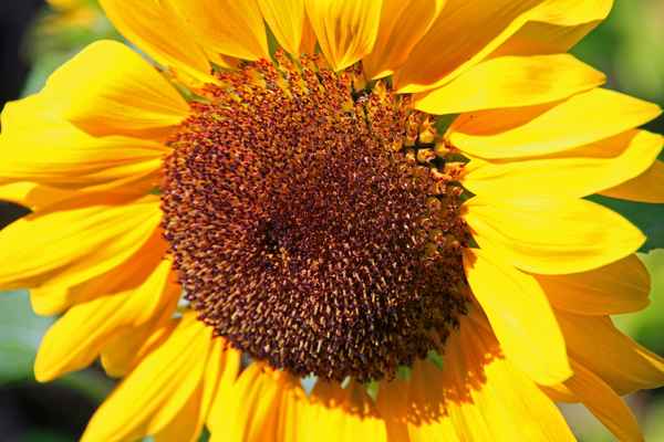 Sonnenblume
