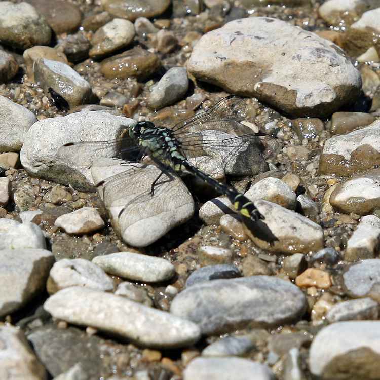 Libelle