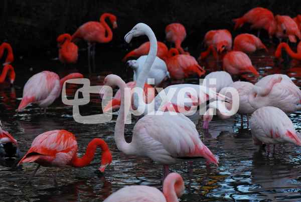 Flamingos