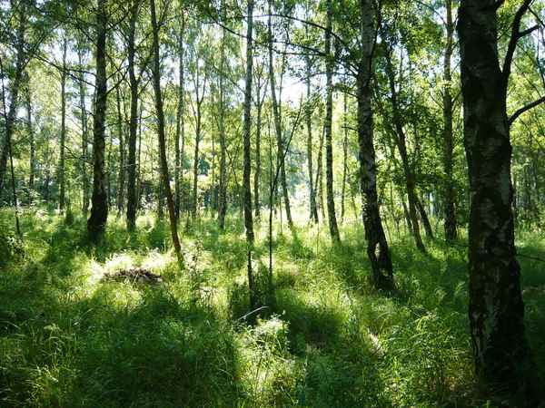 Trampelpfad durchs Birkenwäldchen 1