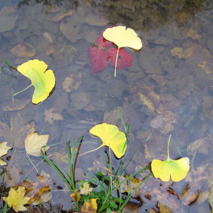 Herbstblätter