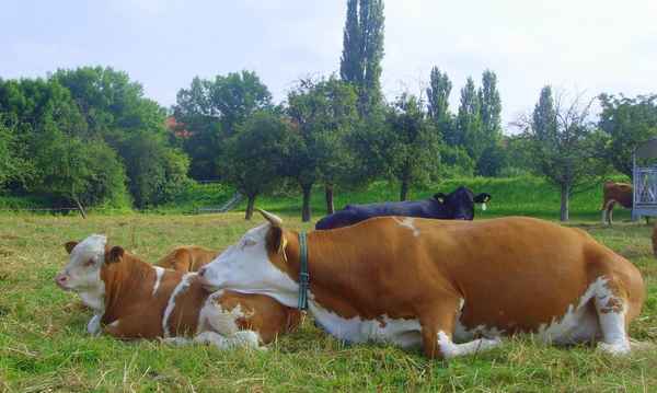 Mutter sein ermüdet ganz schön...