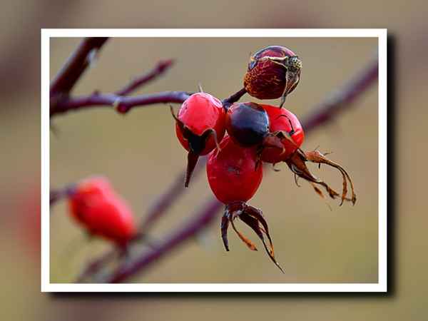 Herbstfrucht