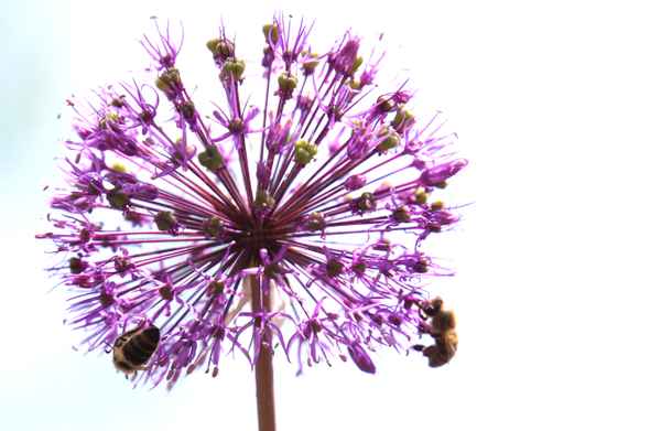 Blütenkugel mit Bienen