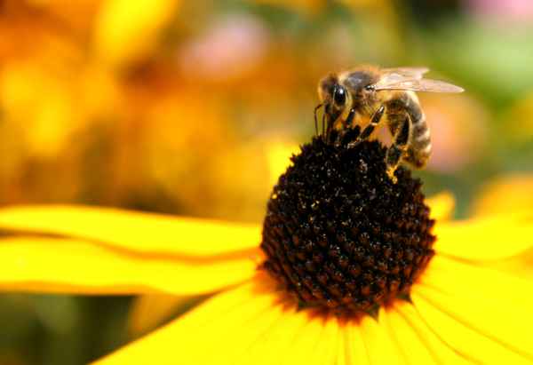 biene  bei der arbeit