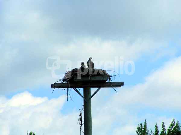 Adler 1