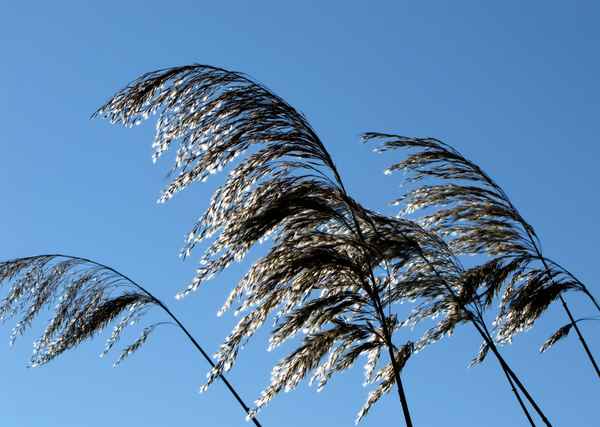 Schilf-Wedel im Wind
