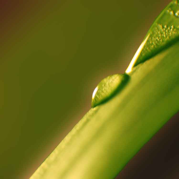 Drop on leaf