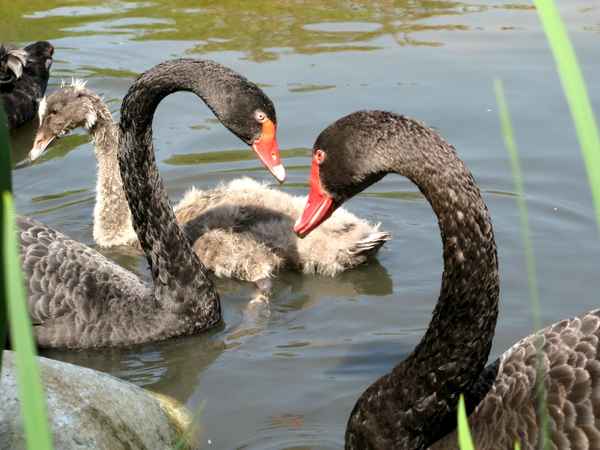 Schwarze Schwanenfamilie
