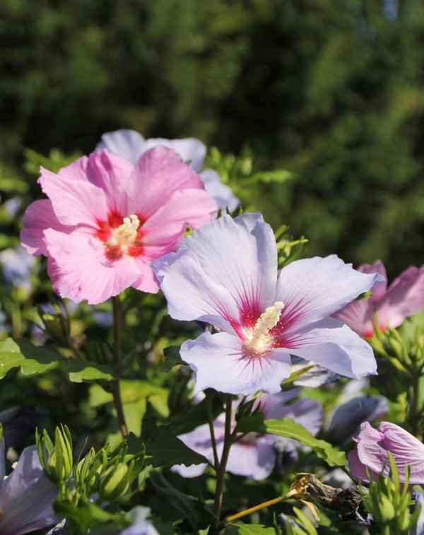 Hibiskus am Wegesrand 03