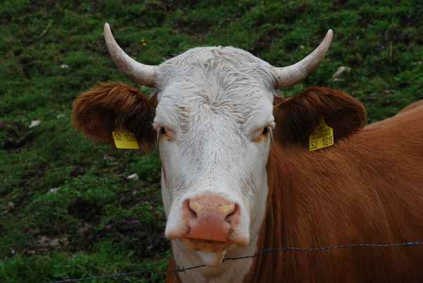 Stier001