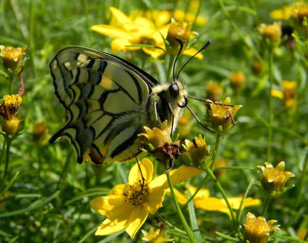 Frisch geschlüpfter Schwalbenschwanz